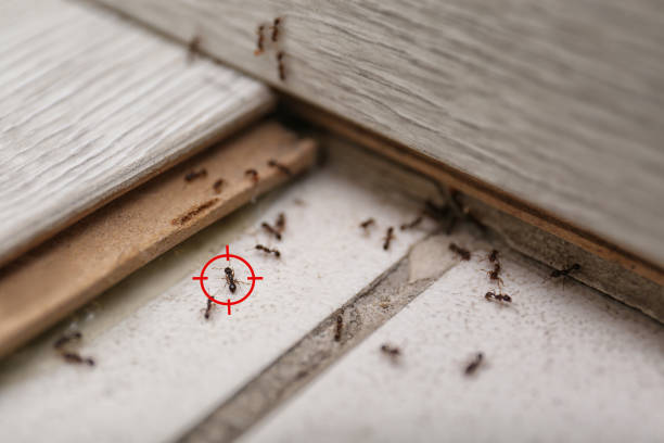 Best Wildlife Control Services  in Keokuk, IA