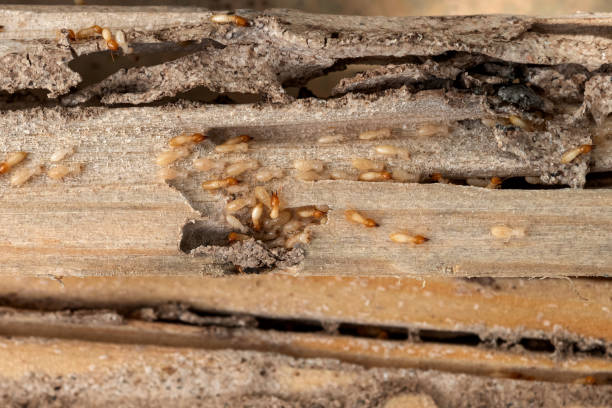 Pest Prevention Services in Keokuk, IA